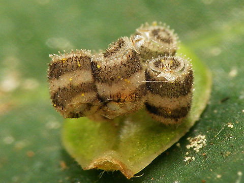 Piezodorus lituratus - egg shells  Eggs,Gorse shieldbug,Heteroptera,Pentatomidae,Pentatominae,Piezodorini,Piezodorus,Piezodorus lituratus,nl: Bremschildwants