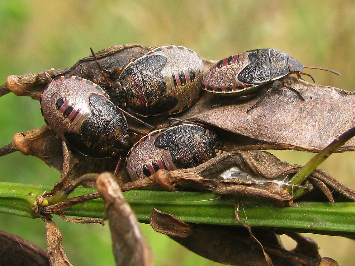 Piezodorus lituratus - group of L5  Gorse shieldbug,Heteroptera,Nymph,Nymphs,Pentatomidae,Pentatominae,Piezodorini,Piezodorus,Piezodorus lituratus,nl: Bremschildwants