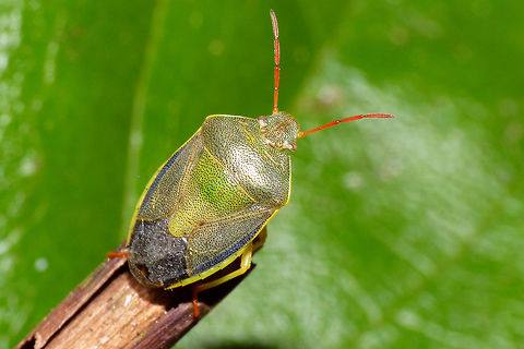 Piezodorus lituratus - green  Gorse shieldbug,Heteroptera,Pentatomidae,Pentatominae,Piezodorini,Piezodorus,Piezodorus lituratus,nl: Bremschildwants