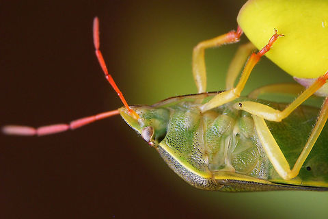Piezodorus lituratus - hanging on  Gorse shieldbug,Heteroptera,Pentatomidae,Pentatominae,Piezodorini,Piezodorus,Piezodorus lituratus,nl: Bremschildwants