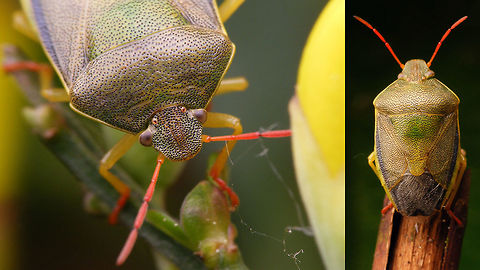Piezodorus lituratus - collage  Geotagged,Gorse shieldbug,Heteroptera,Netherlands,Pentatomidae,Pentatominae,Piezodorini,Piezodorus,Piezodorus lituratus,nl: Bremschildwants