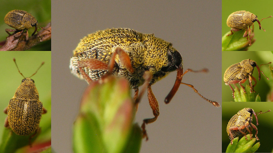 Micrelus ericae - collage Various postures. Single shot here:<br />
<figure class="photo"><a href="https://www.jungledragon.com/image/65400/micrelus_ericae.html" title="Micrelus ericae"><img src="https://s3.amazonaws.com/media.jungledragon.com/images/3043/65400_thumb.jpg?AWSAccessKeyId=05GMT0V3GWVNE7GGM1R2&Expires=1769040010&Signature=kGAJdAh%2FJ%2Fs5Ivg6dOYGugZv2iI%3D" width="200" height="114" alt="Micrelus ericae At just under 2mm it was impossible to get the DOF right at this magnification :o(<br />
More postures here:<br />
https://www.jungledragon.com/image/65399/micrelus_ericae_-_collage.html Ceuthorhynchinae,Coleoptera,Curculionidae,Micrelus,Micrelus ericae,Weevil" /></a></figure> Ceuthorhynchinae,Coleoptera,Curculionidae,Micrelus,Micrelus ericae,Weevil
