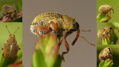 Micrelus ericae - collage Various postures. Single shot here:
https://www.jungledragon.com/image/65400/micrelus_ericae.html Ceuthorhynchinae,Coleoptera,Curculionidae,Micrelus,Micrelus ericae,Weevil
