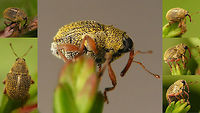 Micrelus ericae - collage Various postures. Single shot here:<br />
https://www.jungledragon.com/image/65400/micrelus_ericae.html Ceuthorhynchinae,Coleoptera,Curculionidae,Micrelus,Micrelus ericae,Weevil