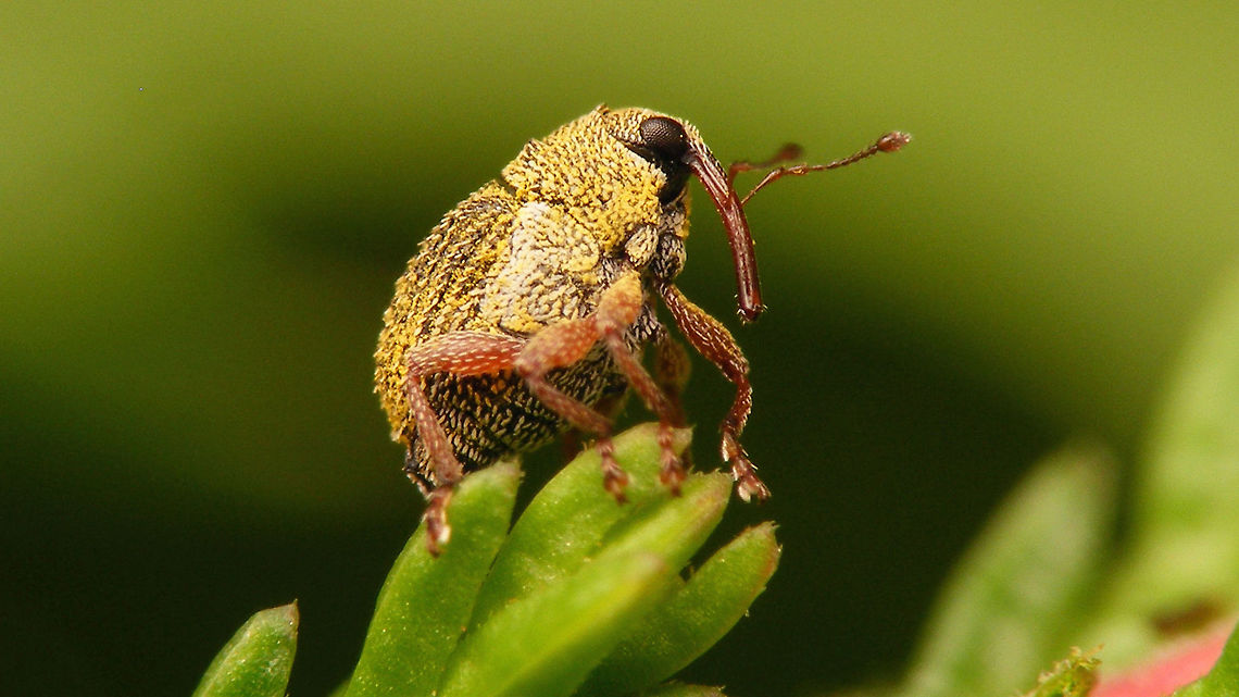 Micrelus ericae At just under 2mm it was impossible to get the DOF right at this magnification :o(<br />
More postures here:<br />
<figure class="photo"><a href="https://www.jungledragon.com/image/65399/micrelus_ericae_-_collage.html" title="Micrelus ericae - collage"><img src="https://s3.amazonaws.com/media.jungledragon.com/images/3043/65399_thumb.jpg?AWSAccessKeyId=05GMT0V3GWVNE7GGM1R2&Expires=1769040010&Signature=jUoKVlWPAv1PWNa454%2FD6bnA%2BZU%3D" width="200" height="114" alt="Micrelus ericae - collage Various postures. Single shot here:<br />
https://www.jungledragon.com/image/65400/micrelus_ericae.html Ceuthorhynchinae,Coleoptera,Curculionidae,Micrelus,Micrelus ericae,Weevil" /></a></figure> Ceuthorhynchinae,Coleoptera,Curculionidae,Micrelus,Micrelus ericae,Weevil