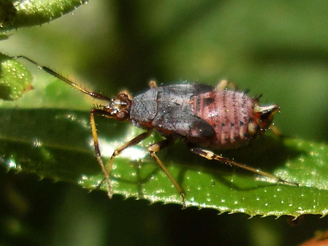 Deraeocoris ruber - L5 Just adding these old images for reference for development stage. Cimicomorpha,Deraeocoris,Deraeocoris ruber,Hemiptera,Heteroptera,Miridae,Nymph,Red Bug