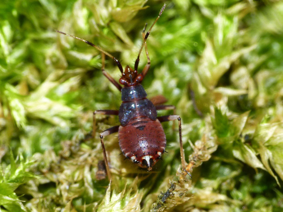 Deraeocoris ruber - L4 Just adding these old images for reference for development stage. Cimicomorpha,Deraeocoris,Deraeocoris ruber,Hemiptera,Heteroptera,Miridae,Nymph,Red Bug