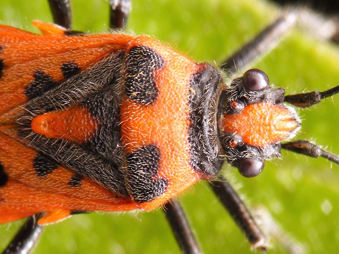Corizus hyoscyami - close-up Close-up of this female Cinnamon bug:<br />
<figure class="photo"><a href="https://www.jungledragon.com/image/65416/corizus_hyoscyami_-_female.html" title="Corizus hyoscyami - female"><img src="https://s3.amazonaws.com/media.jungledragon.com/images/3043/65416_thumb.jpg?AWSAccessKeyId=05GMT0V3GWVNE7GGM1R2&Expires=1759968010&Signature=lG7LHG5QRY2V31rd5qds4LW8Yro%3D" width="200" height="150" alt="Corizus hyoscyami - female Close-up here:<br />
https://www.jungledragon.com/image/65414/corizus_hyoscyami_-_close-up.html<br />
Eggs she deposited:<br />
https://www.jungledragon.com/image/65415/corizus_hyoscyami_-_eggs.html Cinnamon Bug,Corizus,Corizus hyoscyami,Heteroptera,Pentatomoidea,Pentatomorpha,Red and black squash bug,Rhopalidae" /></a></figure> Cinnamon Bug,Corizus,Corizus hyoscyami,Heteroptera,Pentatomoidea,Pentatomorpha,Red and black squash bug,Rhopalidae