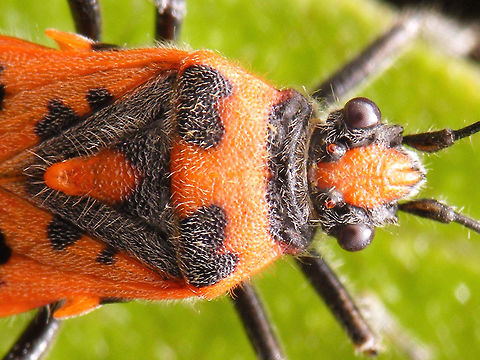 Corizus hyoscyami - close-up Close-up of this female Cinnamon bug:
https://www.jungledragon.com/image/65416/corizus_hyoscyami_-_female.html Cinnamon Bug,Corizus,Corizus hyoscyami,Heteroptera,Pentatomoidea,Pentatomorpha,Red and black squash bug,Rhopalidae