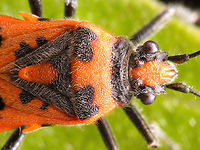 Corizus hyoscyami - close-up Close-up of this female Cinnamon bug:<br />
https://www.jungledragon.com/image/65416/corizus_hyoscyami_-_female.html Cinnamon Bug,Corizus,Corizus hyoscyami,Heteroptera,Pentatomoidea,Pentatomorpha,Red and black squash bug,Rhopalidae