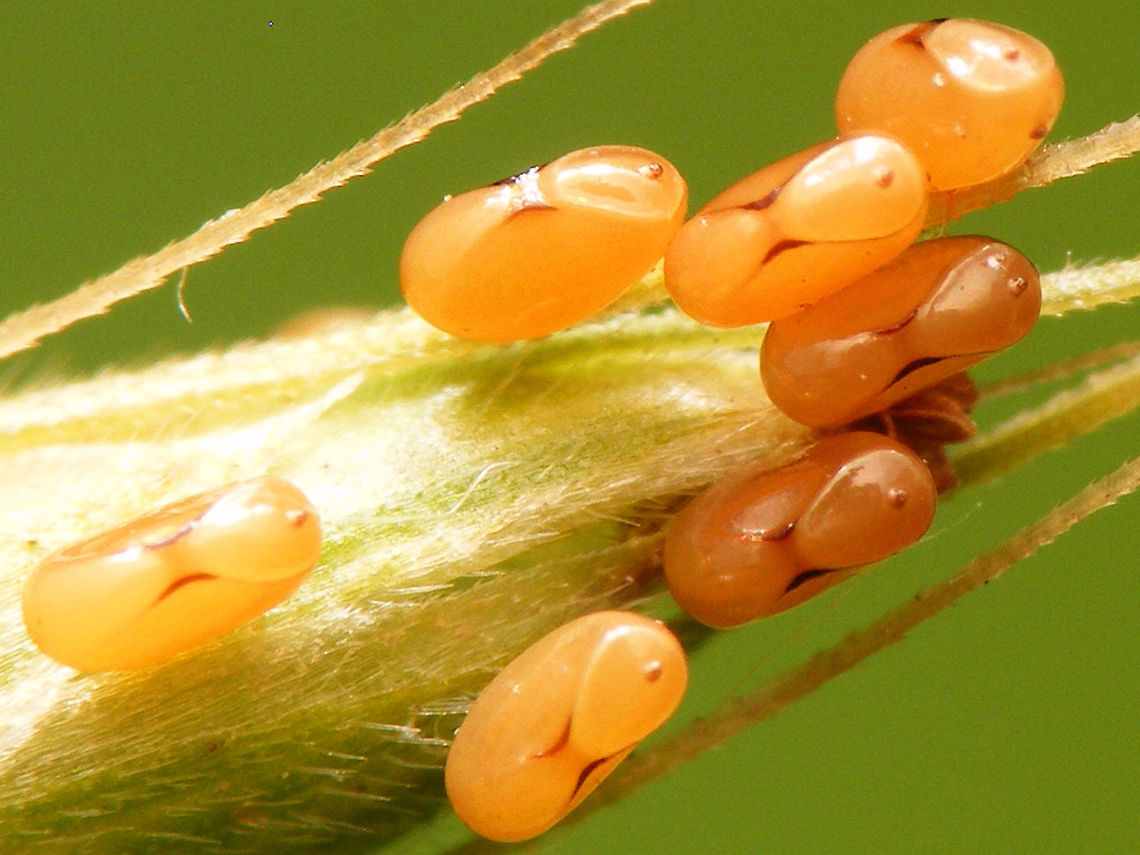 Corizus hyoscyami - eggs Eggs deposite by this female Cinnamon bug:<br />
<figure class="photo"><a href="https://www.jungledragon.com/image/65416/corizus_hyoscyami_-_female.html" title="Corizus hyoscyami - female"><img src="https://s3.amazonaws.com/media.jungledragon.com/images/3043/65416_thumb.jpg?AWSAccessKeyId=05GMT0V3GWVNE7GGM1R2&Expires=1767225610&Signature=goj7CvAQtiq0BQZ%2FX578zv7TYeo%3D" width="200" height="150" alt="Corizus hyoscyami - female Close-up here:<br />
https://www.jungledragon.com/image/65414/corizus_hyoscyami_-_close-up.html<br />
Eggs she deposited:<br />
https://www.jungledragon.com/image/65415/corizus_hyoscyami_-_eggs.html Cinnamon Bug,Corizus,Corizus hyoscyami,Heteroptera,Pentatomoidea,Pentatomorpha,Red and black squash bug,Rhopalidae" /></a></figure> Cinnamon Bug,Corizus,Corizus hyoscyami,Eggs,Heteroptera,Pentatomoidea,Pentatomorpha,Red and black squash bug,Rhopalidae