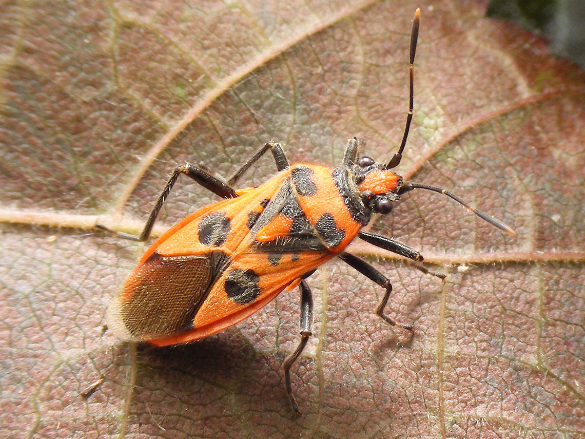 Corizus hyoscyami - female Close-up here:<br />
<figure class="photo"><a href="https://www.jungledragon.com/image/65414/corizus_hyoscyami_-_close-up.html" title="Corizus hyoscyami - close-up"><img src="https://s3.amazonaws.com/media.jungledragon.com/images/3043/65414_thumb.jpg?AWSAccessKeyId=05GMT0V3GWVNE7GGM1R2&Expires=1759968010&Signature=NjNot8sUqhIeKuLck7G0LGogWoM%3D" width="200" height="150" alt="Corizus hyoscyami - close-up Close-up of this female Cinnamon bug:<br />
https://www.jungledragon.com/image/65416/corizus_hyoscyami_-_female.html Cinnamon Bug,Corizus,Corizus hyoscyami,Heteroptera,Pentatomoidea,Pentatomorpha,Red and black squash bug,Rhopalidae" /></a></figure><br />
Eggs she deposited:<br />
<figure class="photo"><a href="https://www.jungledragon.com/image/65415/corizus_hyoscyami_-_eggs.html" title="Corizus hyoscyami - eggs"><img src="https://s3.amazonaws.com/media.jungledragon.com/images/3043/65415_thumb.jpg?AWSAccessKeyId=05GMT0V3GWVNE7GGM1R2&Expires=1759968010&Signature=p%2B4RK2GIEru2yPUIz%2BfHcG0D2Bo%3D" width="200" height="150" alt="Corizus hyoscyami - eggs Eggs deposite by this female Cinnamon bug:<br />
https://www.jungledragon.com/image/65416/corizus_hyoscyami_-_female.html Cinnamon Bug,Corizus,Corizus hyoscyami,Eggs,Heteroptera,Pentatomoidea,Pentatomorpha,Red and black squash bug,Rhopalidae" /></a></figure> Cinnamon Bug,Corizus,Corizus hyoscyami,Heteroptera,Pentatomoidea,Pentatomorpha,Red and black squash bug,Rhopalidae
