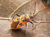 Corizus hyoscyami - female Close-up here:<br />
https://www.jungledragon.com/image/65414/corizus_hyoscyami_-_close-up.html<br />
Eggs she deposited:<br />
https://www.jungledragon.com/image/65415/corizus_hyoscyami_-_eggs.html Cinnamon Bug,Corizus,Corizus hyoscyami,Heteroptera,Pentatomoidea,Pentatomorpha,Red and black squash bug,Rhopalidae