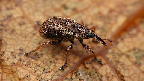 Exapion fuscirostre A small weevil (2.4-3mm) that develops in the seed pods of Broom
Same animal here:
https://www.jungledragon.com/image/65871/exapion_fuscirostre_collage.html Apionidae,Apioninae,Brentidae,Curculionoidea,Exapion,Exapion fuscirostre,Scotch broom seed weevil