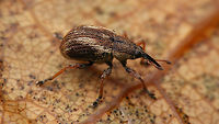 Exapion fuscirostre A small weevil (2.4-3mm) that develops in the seed pods of Broom<br />
Same animal here:<br />
https://www.jungledragon.com/image/65871/exapion_fuscirostre_collage.html Apionidae,Apioninae,Brentidae,Curculionoidea,Exapion,Exapion fuscirostre,Scotch broom seed weevil