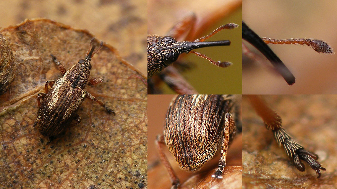 Exapion fuscirostre - collage A small weevil (2.4-3mm) that develops in the seed pods of Broom<br />
Same animal here:<br />
<figure class="photo"><a href="https://www.jungledragon.com/image/65870/exapion_fuscirostre.html" title="Exapion fuscirostre"><img src="https://s3.amazonaws.com/media.jungledragon.com/images/3043/65870_thumb.jpg?AWSAccessKeyId=05GMT0V3GWVNE7GGM1R2&Expires=1759968010&Signature=a5FvgBtGxv2kUGKXNE6Ff7ONgGo%3D" width="200" height="114" alt="Exapion fuscirostre A small weevil (2.4-3mm) that develops in the seed pods of Broom<br />
Same animal here:<br />
https://www.jungledragon.com/image/65871/exapion_fuscirostre_collage.html Apionidae,Apioninae,Brentidae,Curculionoidea,Exapion,Exapion fuscirostre,Scotch broom seed weevil" /></a></figure><br />
 Apionidae,Apioninae,Brentidae,Curculionoidea,Exapion,Exapion fuscirostre,Scotch broom seed weevil
