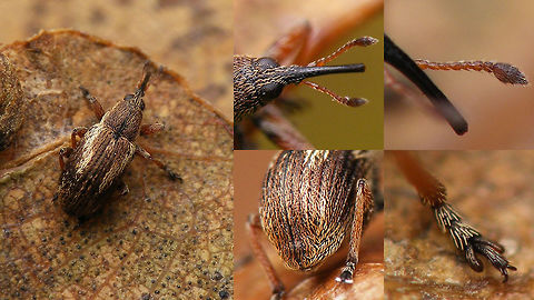 Exapion fuscirostre - collage A small weevil (2.4-3mm) that develops in the seed pods of Broom
Same animal here:
https://www.jungledragon.com/image/65870/exapion_fuscirostre.html
 Apionidae,Apioninae,Brentidae,Curculionoidea,Exapion,Exapion fuscirostre,Scotch broom seed weevil