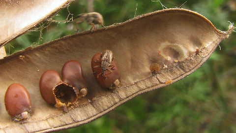 Exapion fuscirostre in seed pod On the same plant, different pod:
https://www.jungledragon.com/image/65873/exapion_fuscirostre_in_broom_seed_pod.html Apionidae,Apioninae,Brentidae,Curculionoidea,Exapion,Exapion fuscirostre,Scotch broom seed weevil