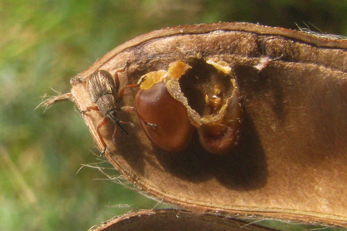 Exapion fuscirostre in Broom seed pod On the same plant, different pod:<br />
<figure class="photo"><a href="https://www.jungledragon.com/image/65872/exapion_fuscirostre_in_seed_pod.html" title="Exapion fuscirostre in seed pod"><img src="https://s3.amazonaws.com/media.jungledragon.com/images/3043/65872_thumb.jpg?AWSAccessKeyId=05GMT0V3GWVNE7GGM1R2&Expires=1759968010&Signature=5eYCjoFoyJOT0wf%2FcKq57L3%2FTdQ%3D" width="200" height="114" alt="Exapion fuscirostre in seed pod On the same plant, different pod:<br />
https://www.jungledragon.com/image/65873/exapion_fuscirostre_in_broom_seed_pod.html Apionidae,Apioninae,Brentidae,Curculionoidea,Exapion,Exapion fuscirostre,Scotch broom seed weevil" /></a></figure><br />
 Apionidae,Apioninae,Brentidae,Curculionoidea,Exapion,Exapion fuscirostre,Scotch broom seed weevil