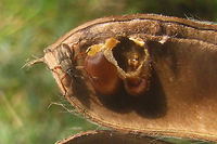Exapion fuscirostre in Broom seed pod On the same plant, different pod:<br />
https://www.jungledragon.com/image/65872/exapion_fuscirostre_in_seed_pod.html<br />
Apionidae,Apioninae,Brentidae,Curculionoidea,Exapion,Exapion fuscirostre,Scotch broom seed weevil