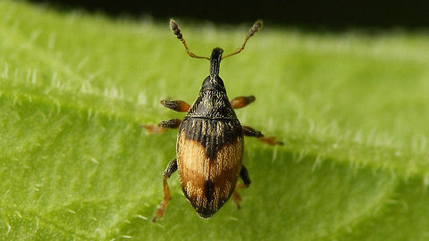 Nanophyes marmoratus - paler  Curculionoidea,Loosestrife Weevil,Nanophyes,Nanophyes marmoratus,Nanophyidae