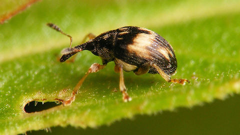 Nanophyes marmoratus - lateral Dorsal shot of same animal:
https://www.jungledragon.com/image/65877/nanophyes_marmoratus_-_dark.html Curculionoidea,Loosestrife Weevil,Nanophyes,Nanophyes marmoratus,Nanophyidae