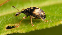 Nanophyes marmoratus - lateral Dorsal shot of same animal:<br />
https://www.jungledragon.com/image/65877/nanophyes_marmoratus_-_dark.html Curculionoidea,Loosestrife Weevil,Nanophyes,Nanophyes marmoratus,Nanophyidae