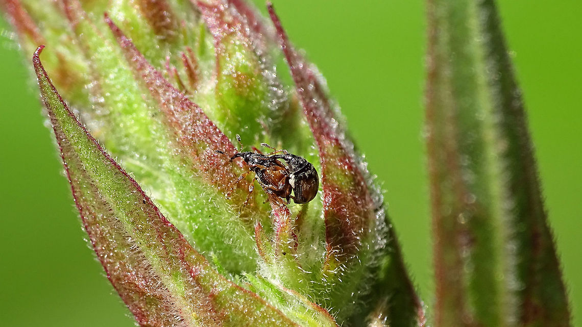 Nanophyes marmoratus - copula  Curculionoidea,Loosestrife Weevil,Nanophyes,Nanophyes marmoratus,Nanophyidae,copulation