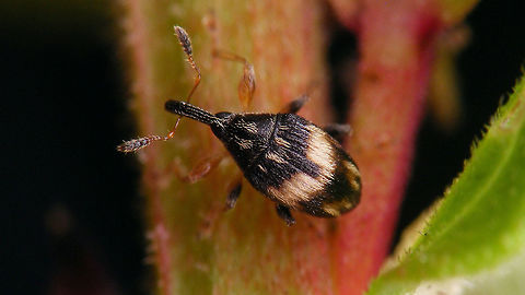 Nanophyes marmoratus - dorsal Lateral shot of same animal:
https://www.jungledragon.com/image/65875/nanophyes_marmoratus_-_side.html Curculionoidea,Loosestrife Weevil,Nanophyes,Nanophyes marmoratus,Nanophyidae