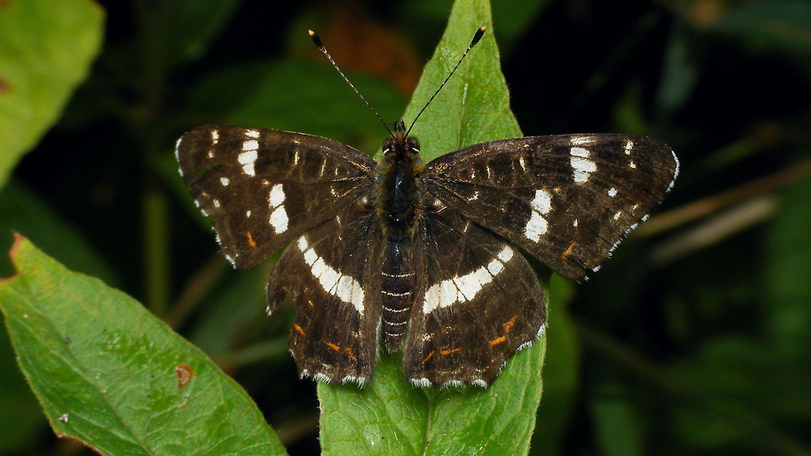 Araschnia levana  Araschnia,Araschnia levana,Lepidoptera,Map,Nymphalidae
