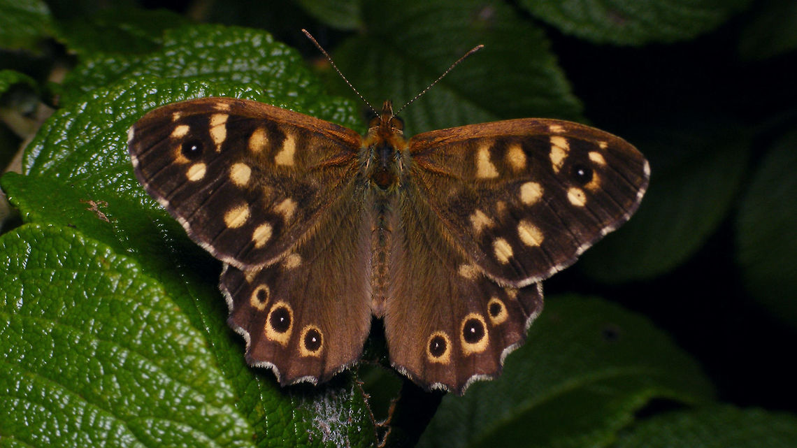Pararge aegeria Nightly shot Elymniini,Jane's garden,Nymphalidae,Papilionoidea,Pararge,Pararge aegeria,Rosa rugosa,Satyrinae,Speckled Wood,nl: Bont zandoogje