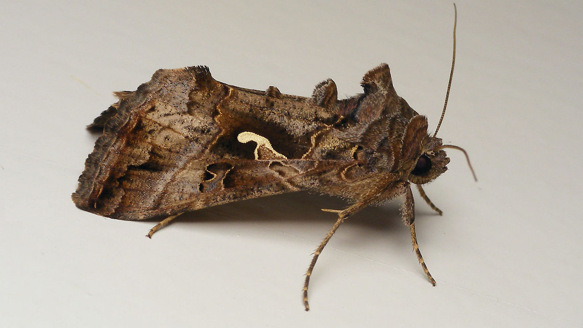 Autographa gamma - on door frame  Autographa,Autographa gamma,Noctuidae,Silver Y