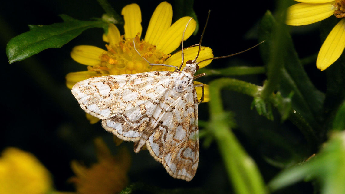 Elophila nymphaeata  Brown China Mark,Crambidae,Elophila,Elophila nymphaeata