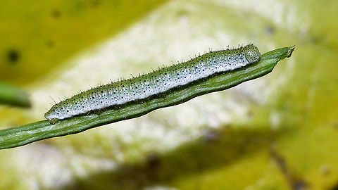 Anthocharis cardamines - older caterpillar  Anthocharis,Anthocharis cardamines,Orange tip,Pieridae,nl: Oranjetipje