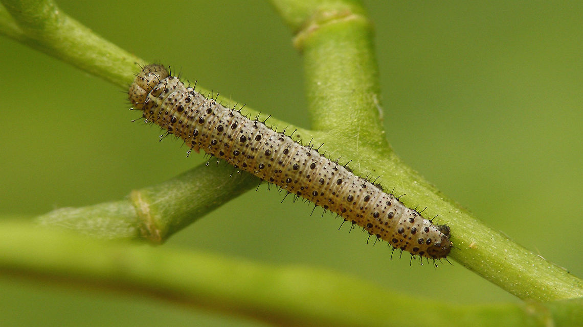 Anthocharis cardamines - younger caterpillar  Anthocharis,Anthocharis cardamines,Orange tip,Pieridae,nl: Oranjetipje
