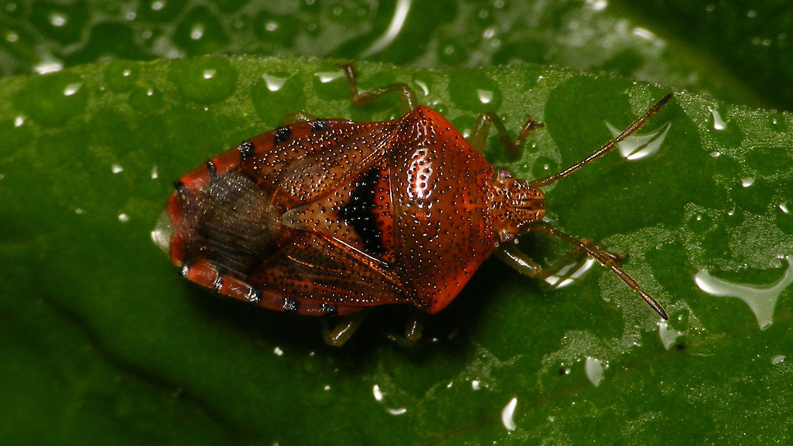 Elasmucha grisea - Winter colours A Not only the leafs on the trees are changing their colour ... :o) Acanthosomatidae,Elasmucha,Elasmucha grisea,Heteroptera,Netherlands,Parent bug,Pentatomoidea,nl: Gewone kielwants