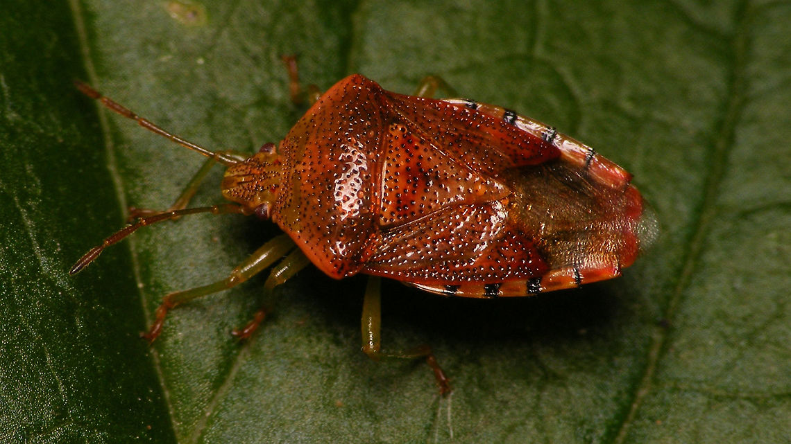 Elasmucha grisea - Winter colours B Not only the leafs on the trees are changing their colour ... :o) Acanthosomatidae,Elasmucha,Elasmucha grisea,Heteroptera,Netherlands,Parent bug,Pentatomoidea,nl: Gewone kielwants