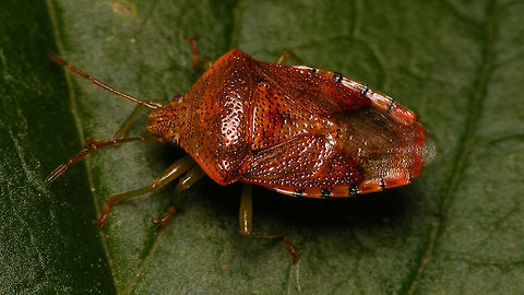 Elasmucha grisea - Winter colours B Not only the leafs on the trees are changing their colour ... :o) Acanthosomatidae,Elasmucha,Elasmucha grisea,Heteroptera,Netherlands,Parent bug,Pentatomoidea,nl: Gewone kielwants