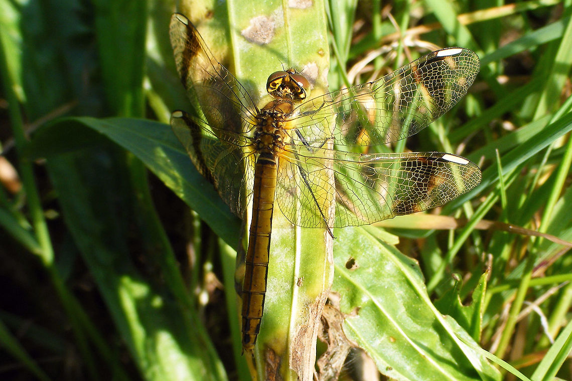 Sympetrum pedemontanum on grass Female Sympetrum pedemontanum<br />
Quite late in the year for these to be flying Banded darter,Libellulidae,Odonata,Sympetrum,Sympetrum pedemontanum,nl: Bandheidelibel