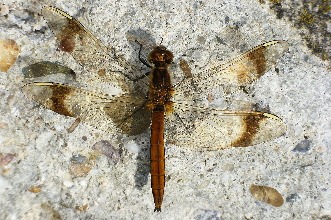 Sympetrum pedemontanum on concrete slab Male Sympetrum pedemontanum<br />
Quite late in the year for these to be flying Banded darter,Libellulidae,Odonata,Sympetrum,Sympetrum pedemontanum,nl: Bandheidelibel