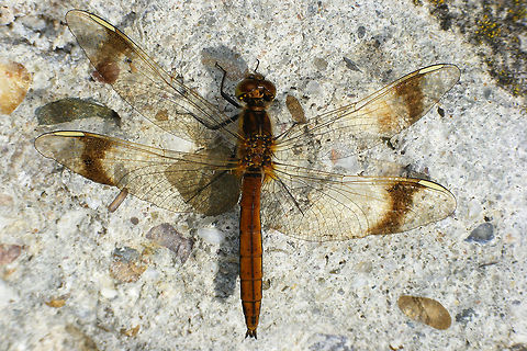 Sympetrum pedemontanum on concrete slab Male Sympetrum pedemontanum
Quite late in the year for these to be flying Banded darter,Libellulidae,Odonata,Sympetrum,Sympetrum pedemontanum,nl: Bandheidelibel