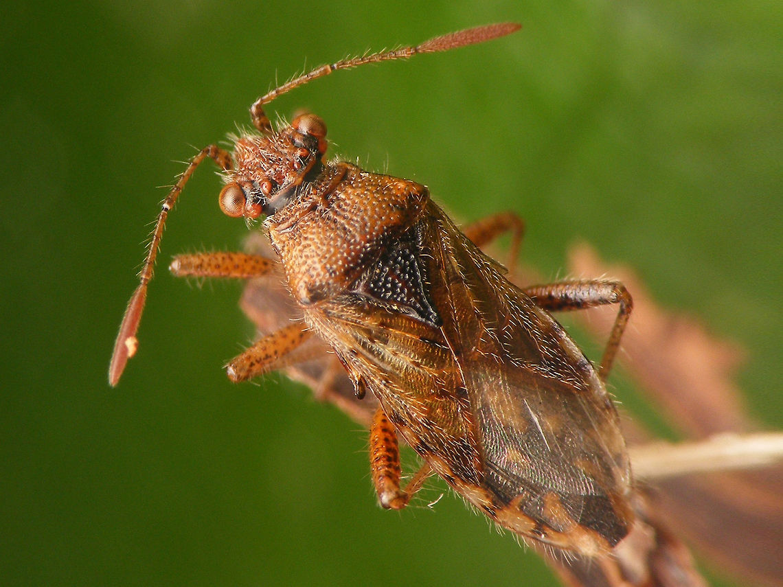 Rhopalus parumpunctatus  Coreoidea,Rhopalidae,Rhopalus,Rhopalus parumpunctatus