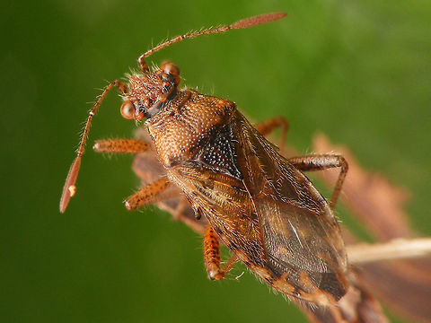 Rhopalus parumpunctatus  Coreoidea,Rhopalidae,Rhopalus,Rhopalus parumpunctatus