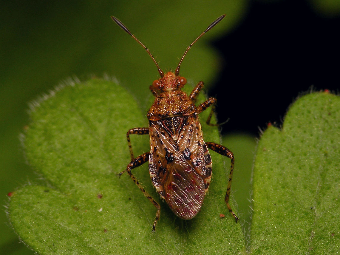 Rhopalus subrufus - scutellum unsplit Usually on Rhopalus subrufus the white tip of the scutellum has a little kerf in it at the apex, but this is not a good diagnostic character as specimen without the split apex (or hardly recognizable so) are fairly common.  Coreoidea,Jane's garden,Rhopalidae,Rhopalus,Rhopalus subrufus,nl: Geblokte glasvleugelwants