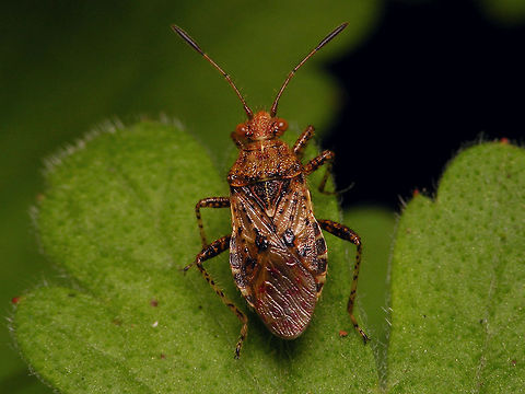 Rhopalus subrufus - scutellum unsplit Usually on Rhopalus subrufus the white tip of the scutellum has a little kerf in it at the apex, but this is not a good diagnostic character as specimen without the split apex (or hardly recognizable so) are fairly common.  Coreoidea,Jane's garden,Rhopalidae,Rhopalus,Rhopalus subrufus,nl: Geblokte glasvleugelwants