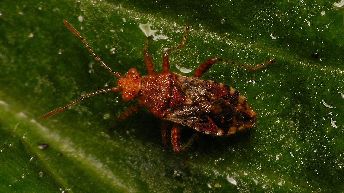Rhopalus subrufus - typical Typical reddish colour variant of Rhopalus subrufus Coreoidea,Jane's garden,Rhopalidae,Rhopalus,Rhopalus subrufus,nl: Geblokte glasvleugelwants