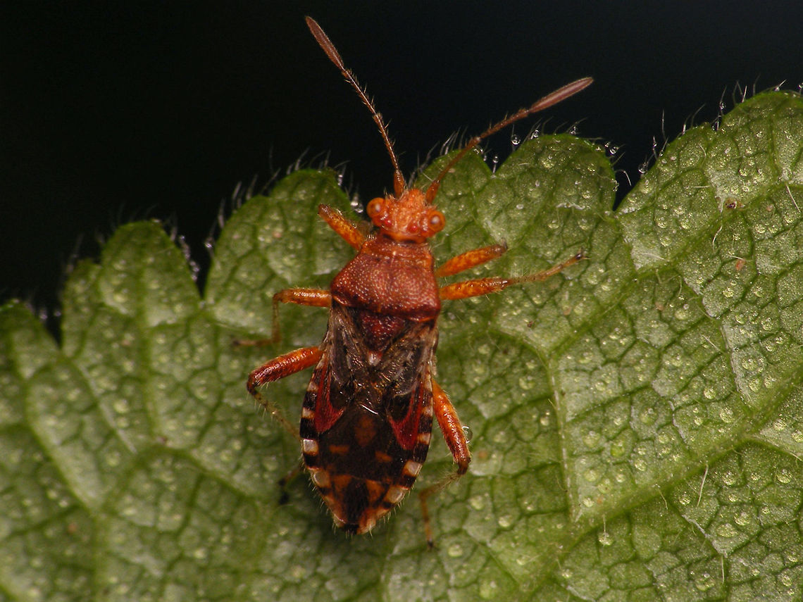 Rhopalus subrufus - abdominal pattern One of the ID-ing characters in Rhopalus spp is the pattern on the abdomen, under the wing membrane. It takes some wiggling with the camera to find an angle where it is not obscured too much by reflections in the membrane :o) Coreoidea,Jane's garden,Rhopalidae,Rhopalus,Rhopalus subrufus,nl: Geblokte glasvleugelwants