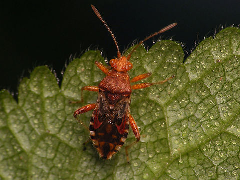 Rhopalus subrufus - abdominal pattern One of the ID-ing characters in Rhopalus spp is the pattern on the abdomen, under the wing membrane. It takes some wiggling with the camera to find an angle where it is not obscured too much by reflections in the membrane :o) Coreoidea,Jane's garden,Rhopalidae,Rhopalus,Rhopalus subrufus,nl: Geblokte glasvleugelwants