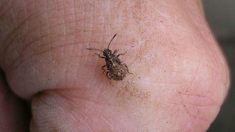 Rhopalus subrufus - Nymph (4th. std.) Fourth instar nymph of Rhopalus subrufus Coreoidea,Nymph,Rhopalidae,Rhopalus,Rhopalus subrufus,nl: Geblokte glasvleugelwants