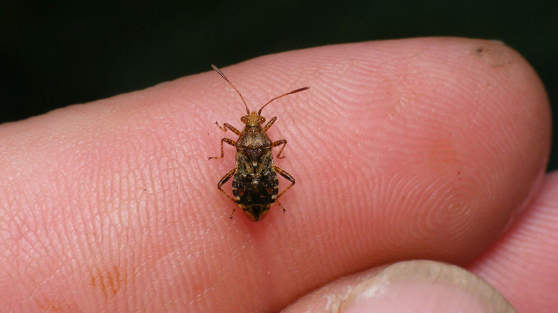 Rhopalus subrufus - dark on finger Somewhat darker colour variant on finger for size Coreoidea,Rhopalidae,Rhopalus,Rhopalus subrufus,nl: Geblokte glasvleugelwants